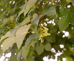 Acer pseudoplantanus(Esdoorn)
