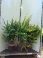 Groene berberis(bladverliezend)<br />Berberis thunbergii