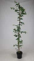 Haagbeuk(bladverliezend)<br />Carpinus betulus