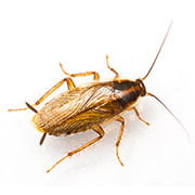 Advies en bestrijding kakkerlakken in Den Haag (voor particulieren)