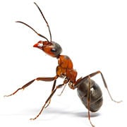 Advies en bestrijding mieren in Zoetermeer (voor particulieren)