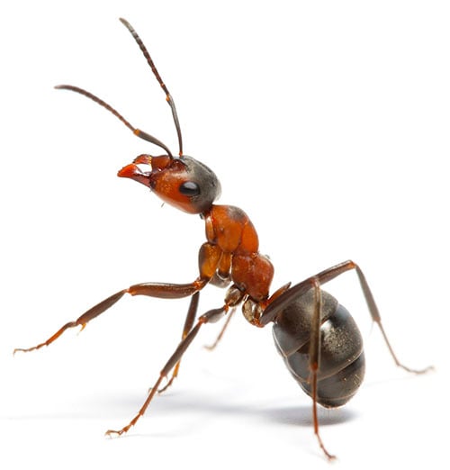 Advies en bestrijding mieren in Voorschoten (voor particulieren)