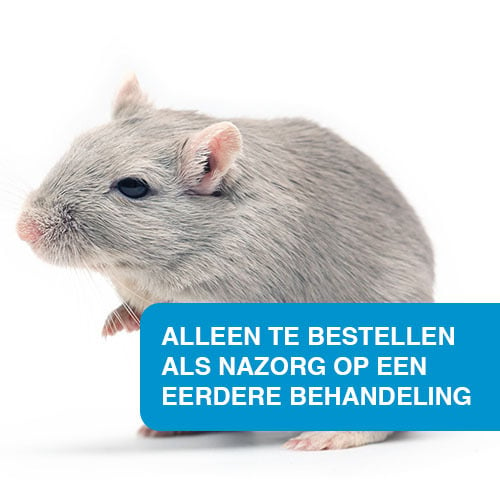 Extra behandeling knaagdieren in Leiden (voor particulieren)