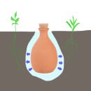 Olla Pot irrigatie