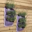 Verti-plant Lavender