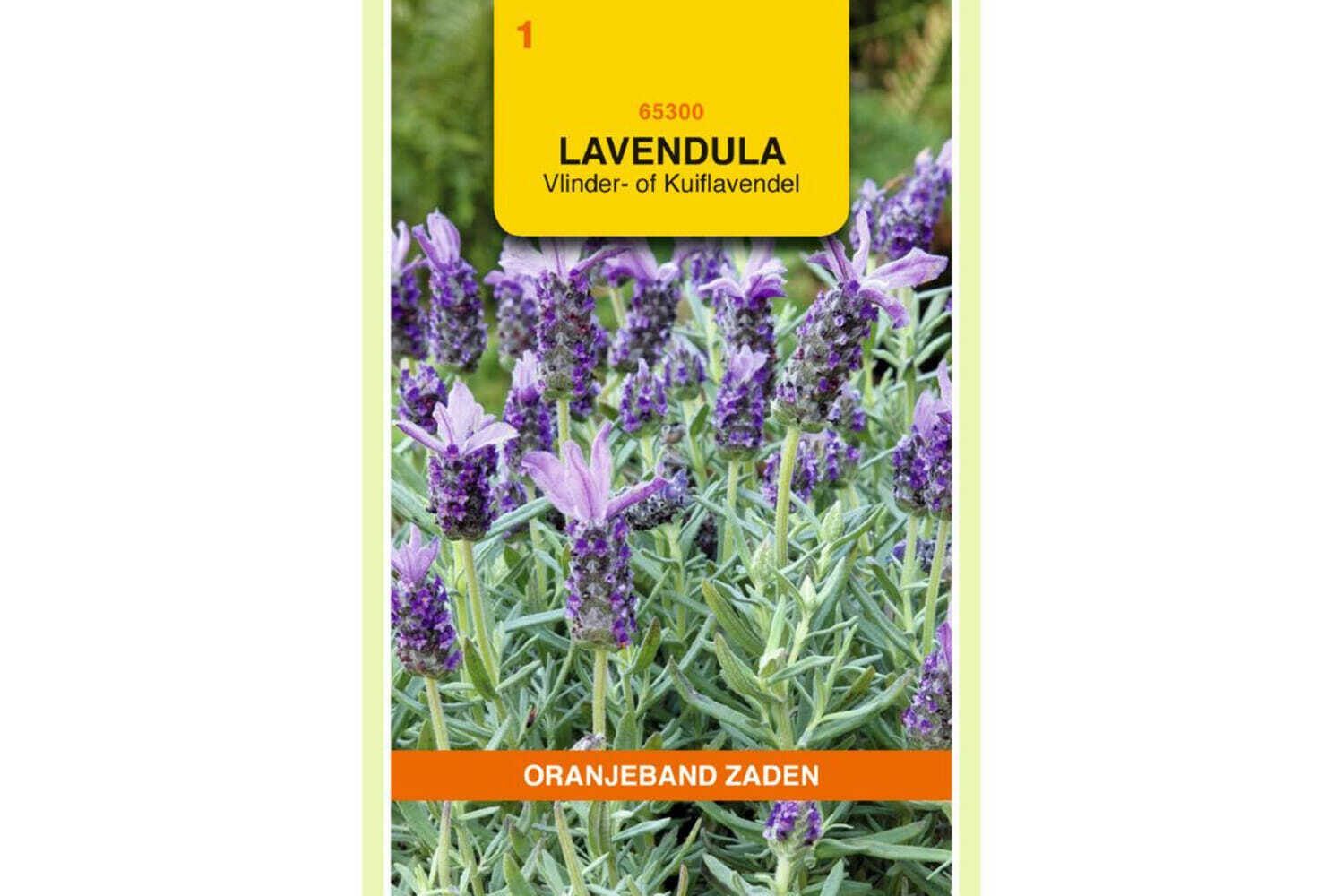 OBZ 665300 Lavendel, Vlinder- of Kuiflavendel
