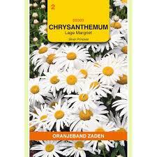 OBZ 666009 Chrysanthemum, Lage Margriet Silver Princess