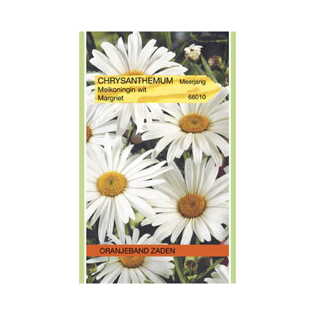 OBZ 666010 Chrysanthemum, Margriet Meikoningin
