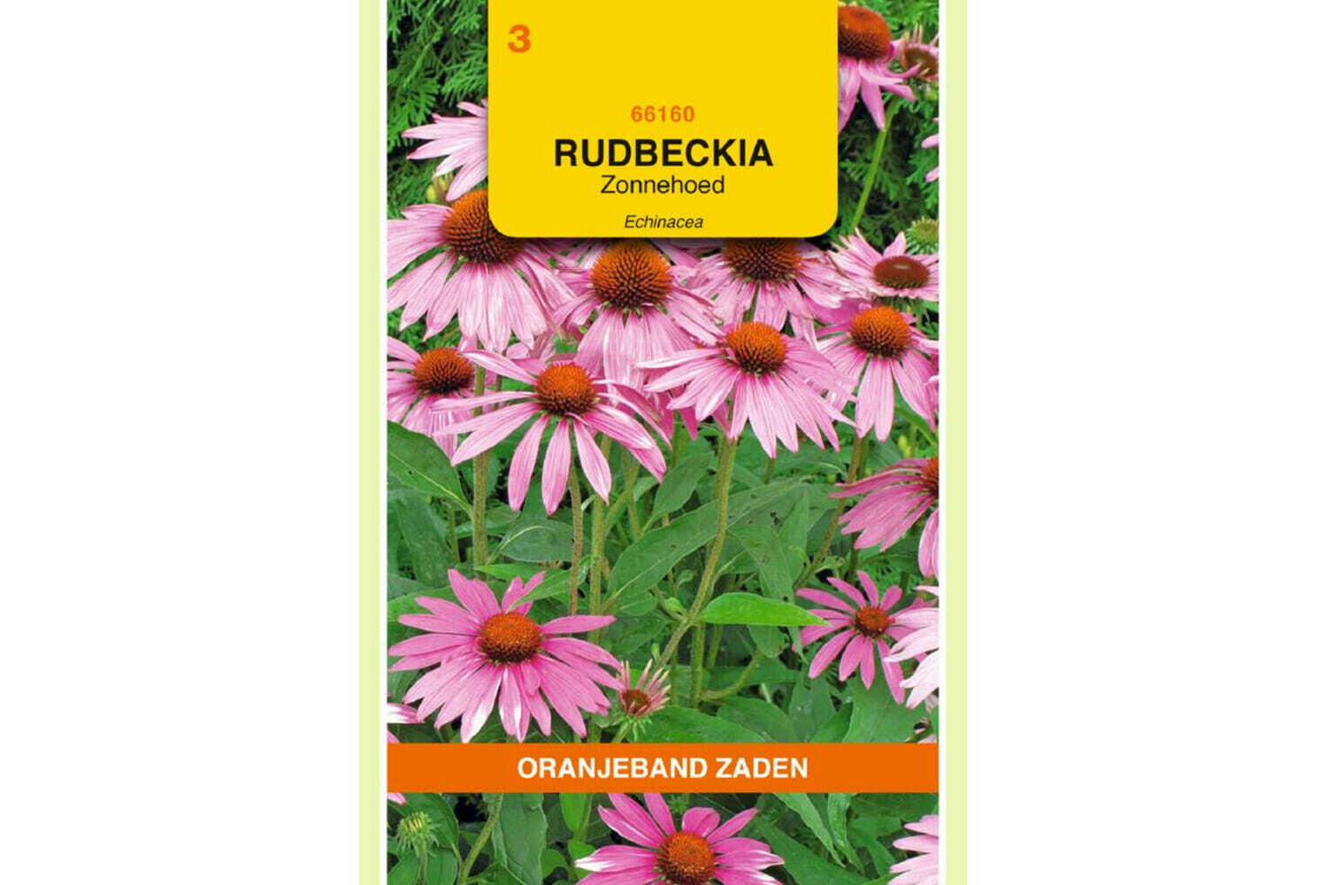 OBZ 666160 Rudbeckia, Zonnehoed Echinacea