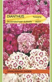 OBZ 666251 Dianthus, Duizendschoon dubbelbloemig gemengd