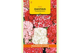 OBZ 666252 Dianthus, Duizendschoon gemengd laag