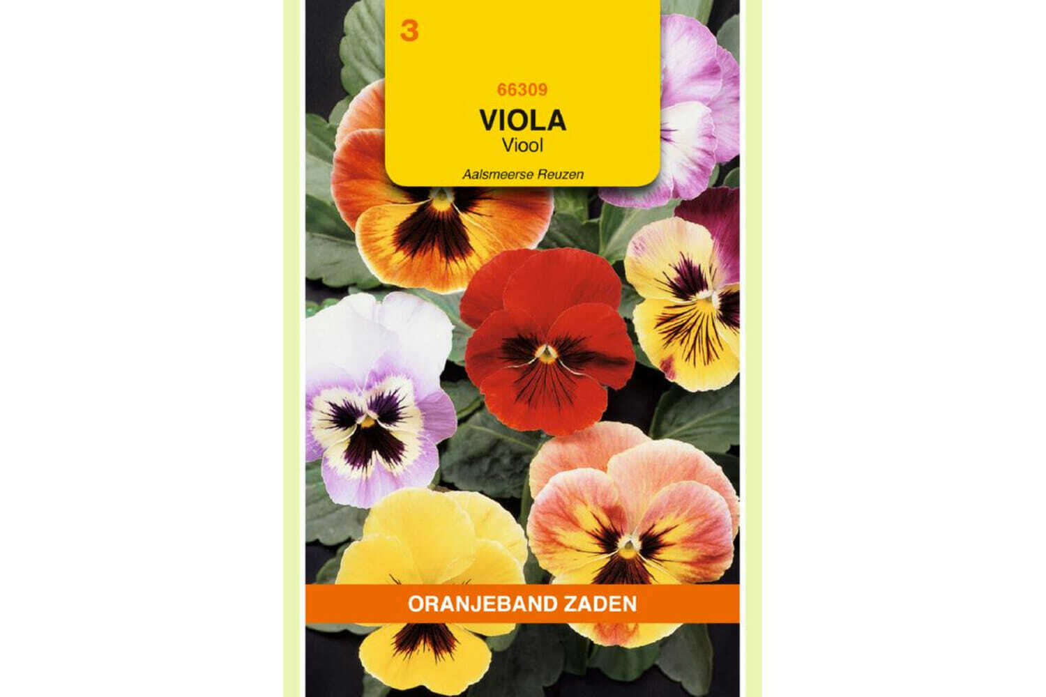 OBZ 666309 Viola, Viool Aalsmeerse Reuzen gemengd
