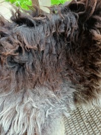 detail van vervilte wol van bruine schapenvacht