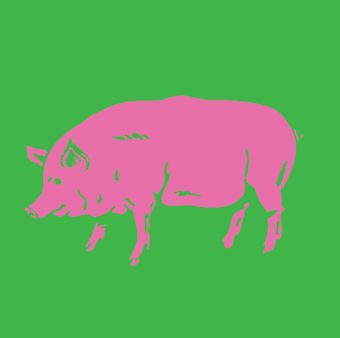 Groen met roze varken