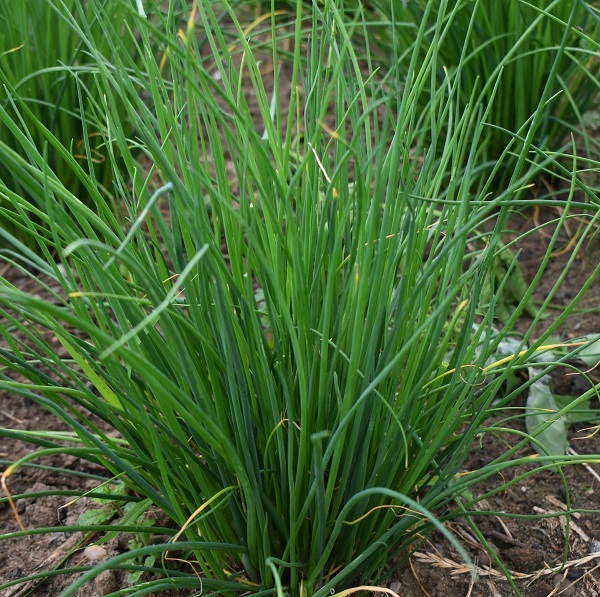 fijne-Bieslook-Allium-schoenoprasum