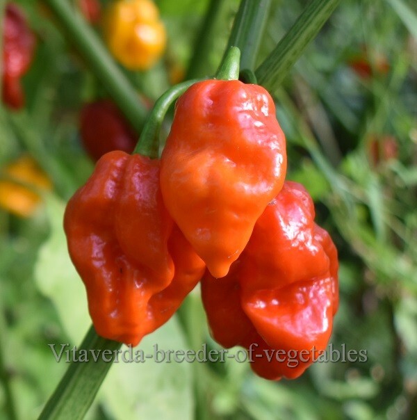 Carolina-Reper-Red-pepper