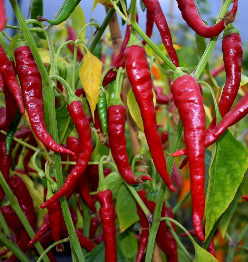 Chili-peper-Cayenne