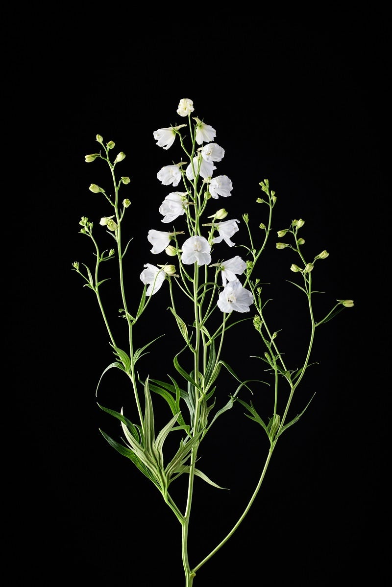 Delphinium 'Bianca' voor de snijbloemen sector