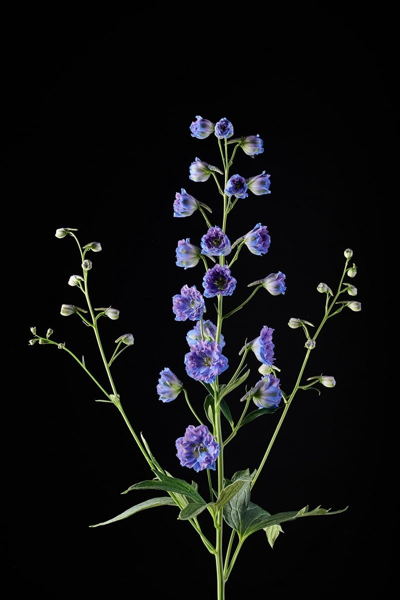 Delphinium 'Curley Blue' voor de snijbloemen sector