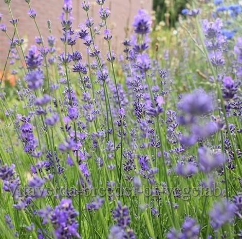 Lavendel-Lavendula-angustifolia