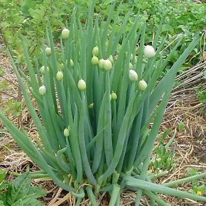 natuurlijke-zaden-Grof-Bieslook-Allium-fistulosum