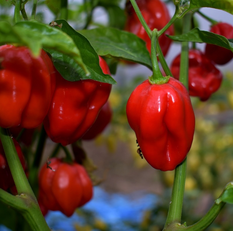 chili-peper-Habanero-Red