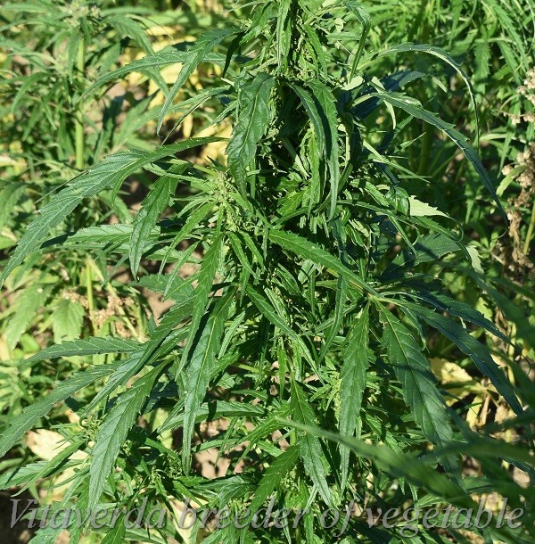 Hennep-Cannabis-sativa