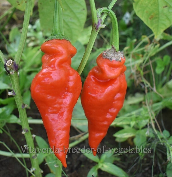Monkey-Face-Red-pepper