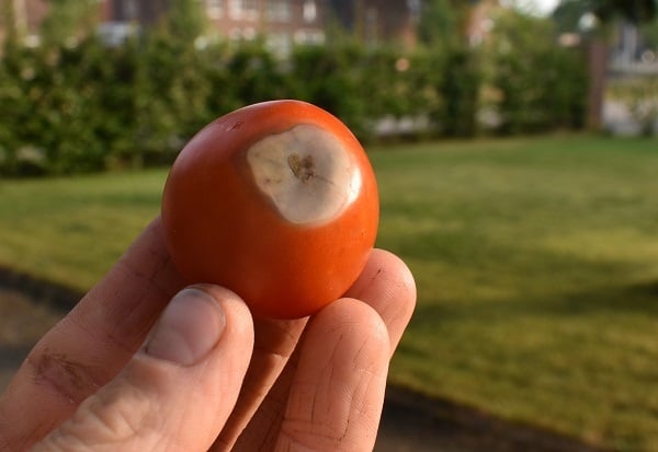 bruine plek op tomsten Neusrot in tomaten biologisch bestrijden