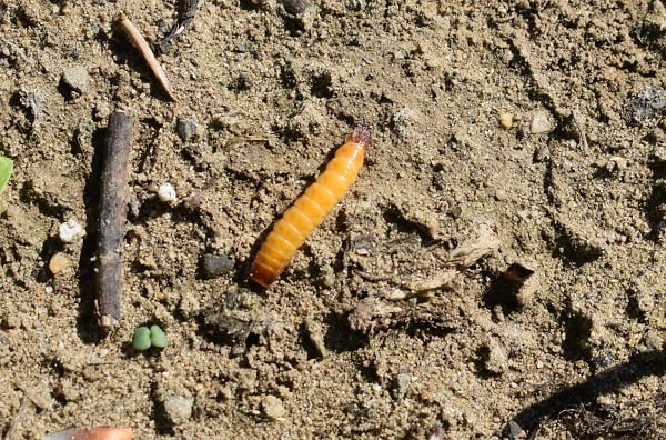 ritnaalden koperworm in wortelen biologisch bestrijden