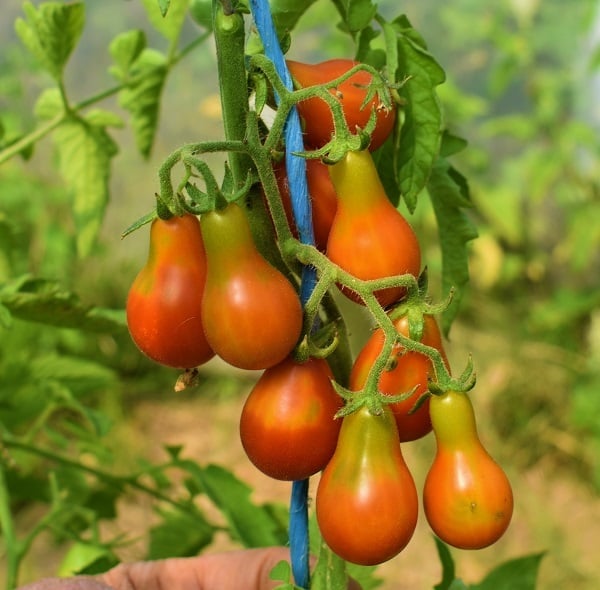 Red-Fig-peertomaat-snack-tomaat