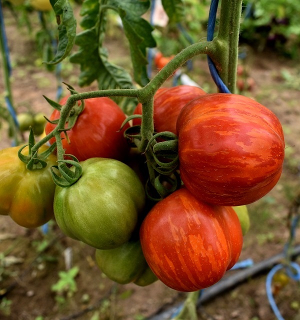 Striped-Stuffer-tomato