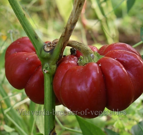 Tomato-Pepper