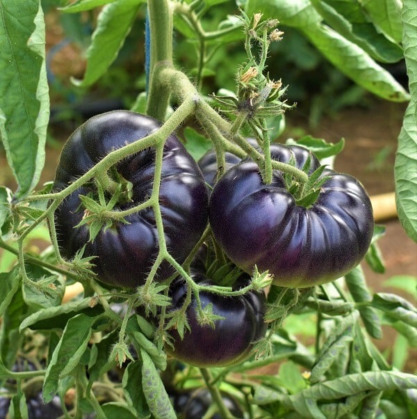 Deepest-Black-zwarte-tomaat