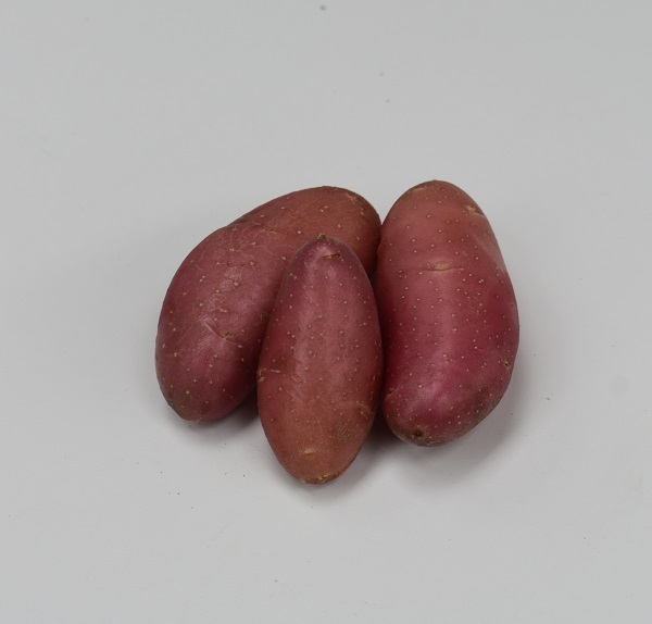 Aardappel-Cheyenne
