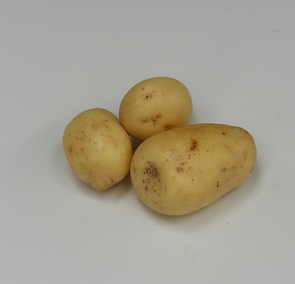 Aardappel-Gloria