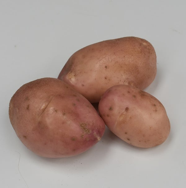 Aardappel-Stremster