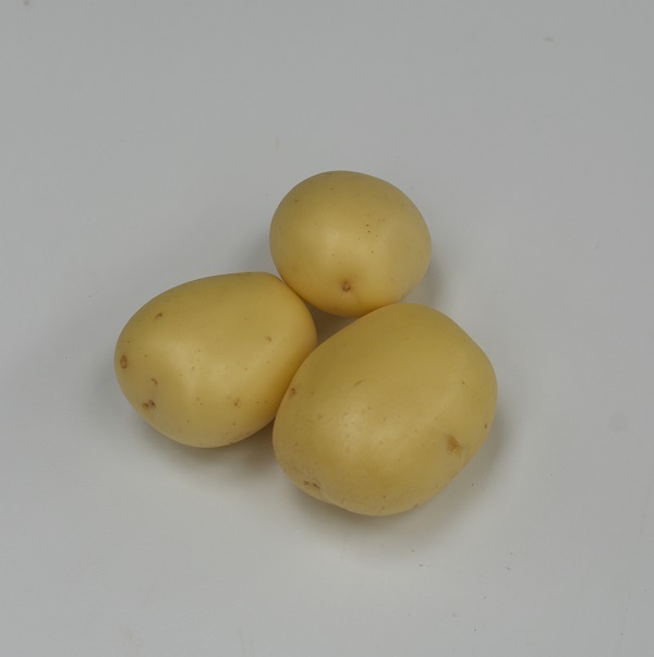 Aardappel-Sunita
