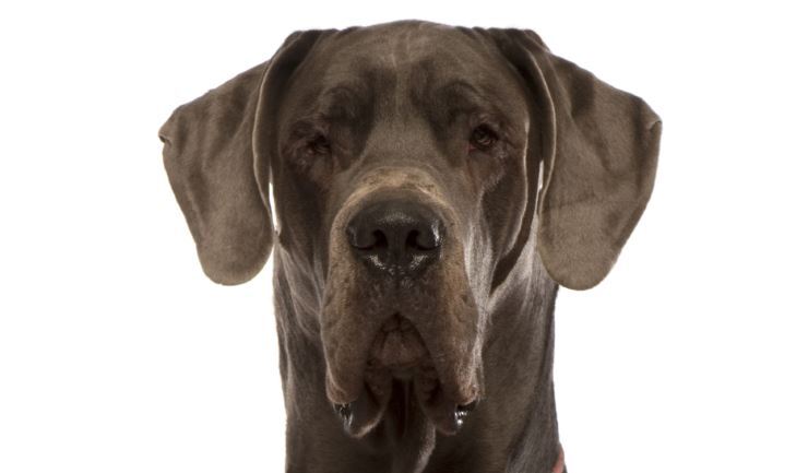 Hondenbench Duitse dog 137x94x114cm extra strong ** tijdelijk uitverkocht