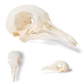 Anatomie model duivenschedel
