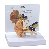 Anatomie model oor, 10x7x7 cm