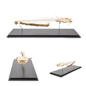 Skelet van Europese meerval (Silurus glanis)