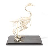 Anatomie model skelet kip