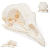 Anatomie model skelet kippenschedel