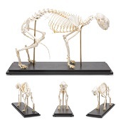 Anatomie model skelet kat (flexibel gemonteerd)