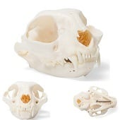 Anatomie model schedel kat