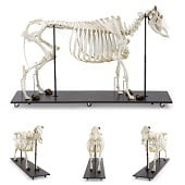 Anatomie model skelet koe (Bos taurus)