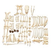 Anatomie model skelet koe (ongemonteerd)