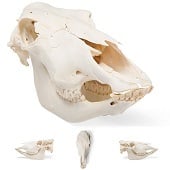 Anatomie model schedel koe (zonder hoorns)