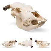 Anatomie model schedel koe (met hoorns)